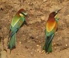 European Bee-eater pair © John Muddeman
